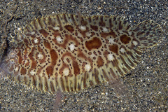 Liachirus melanospilos