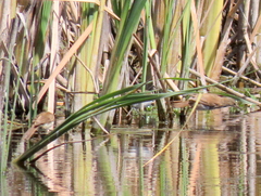 Acrocephalus gracilirostris gracilirostris