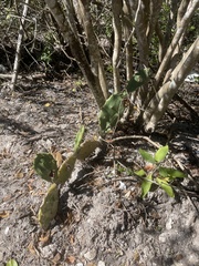Opuntia stricta
