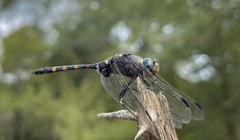 Zygonoides fuelleborni