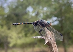 Zygonoides fuelleborni
