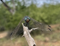 Zygonoides fuelleborni