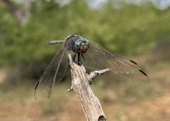 Zygonoides fuelleborni