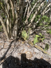Opuntia stricta