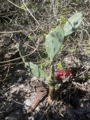 Opuntia stricta