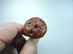 Gomphidius subroseus