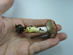 Gomphidius subroseus