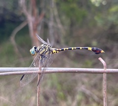 Paragomphus sabicus