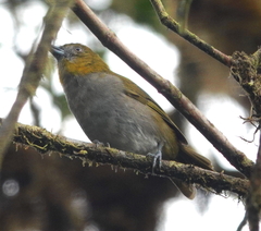 Chlorospingus flavigularis marginatus