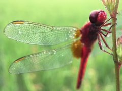 Crocothemis servilia mariannae