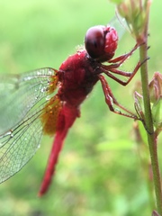 Crocothemis servilia mariannae