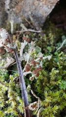 Cladonia cariosa