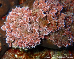 Corallina ferreyrae