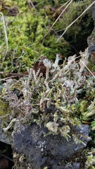 Cladonia cariosa