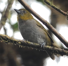 Chlorospingus flavigularis marginatus