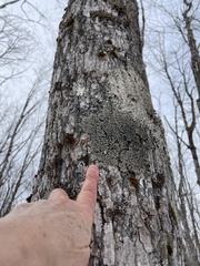 Phaeophyscia rubropulchra