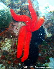 Ophidiaster ophidianus