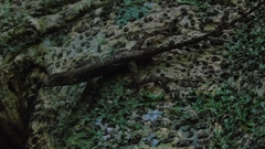 Anolis polylepis