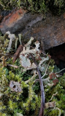 Cladonia cariosa