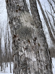 Phaeophyscia rubropulchra