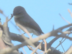 Muscicapa adusta adusta