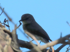 Muscicapa adusta adusta
