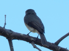Muscicapa adusta adusta