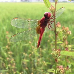 Crocothemis servilia mariannae