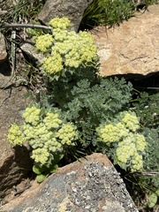 Lomatium dasycarpum