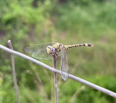 Paragomphus genei