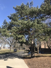 Pinus resinosa