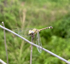 Paragomphus genei