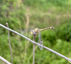 Paragomphus genei
