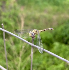 Paragomphus genei