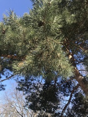 Pinus resinosa
