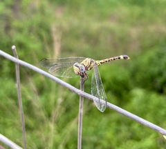 Paragomphus genei
