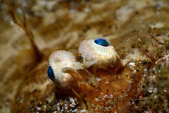 Liachirus melanospilos