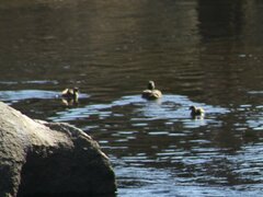 Tachybaptus ruficollis