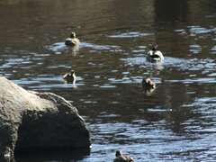 Tachybaptus ruficollis