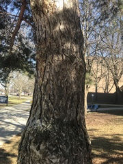 Pinus resinosa