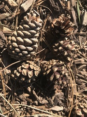 Pinus resinosa