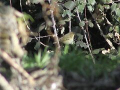 Phylloscopus collybita