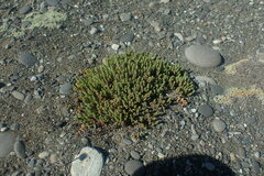 Pimelea prostrata