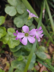 Oxalis debilis