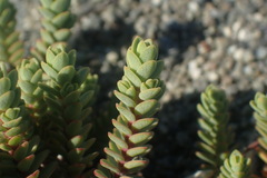 Pimelea prostrata