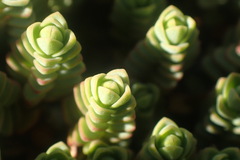 Pimelea prostrata