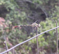 Paragomphus genei