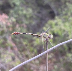 Paragomphus genei