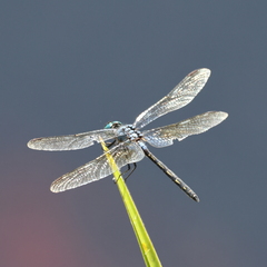 Trithemis stictica