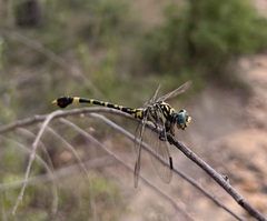 Paragomphus sabicus